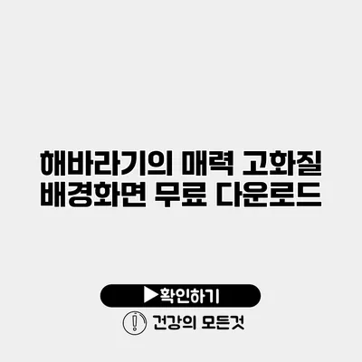 해바라기의 매력 고화질 배경화면 무료 다운로드